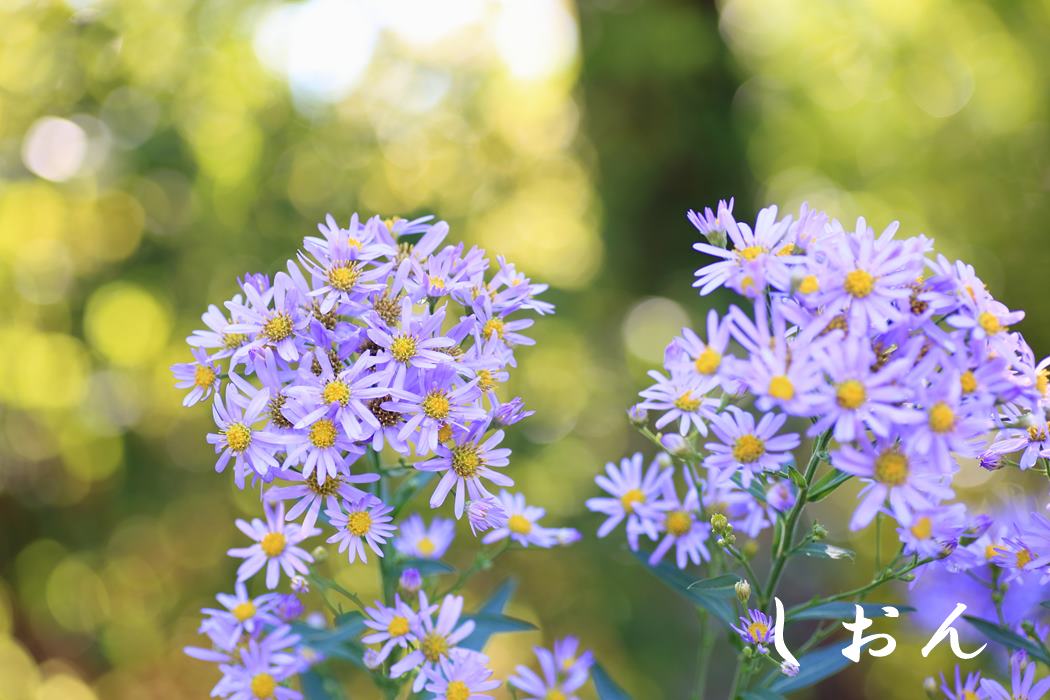 紫苑の花